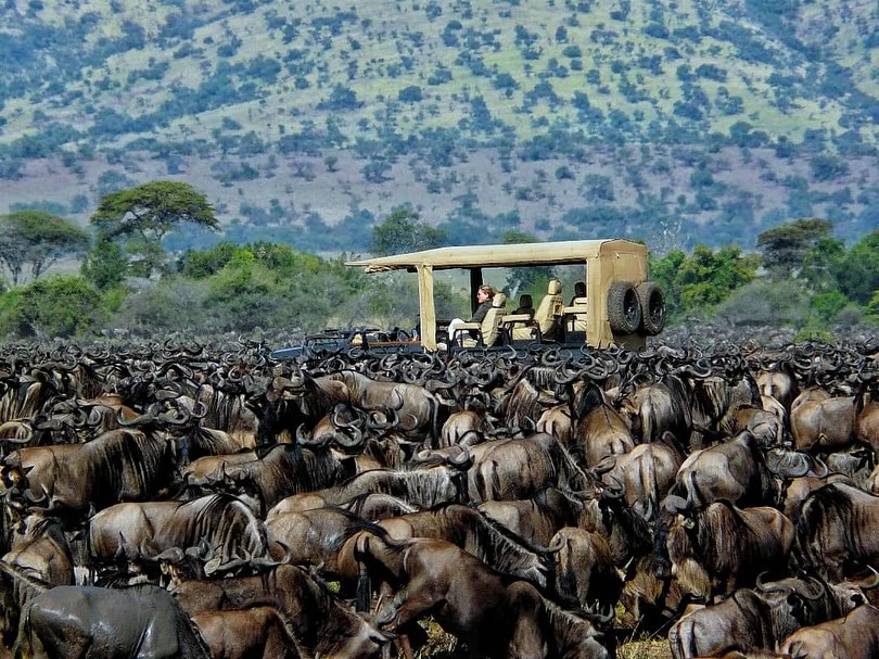 Safari jeep surrounded by wildebeest during April migration in Serengeti