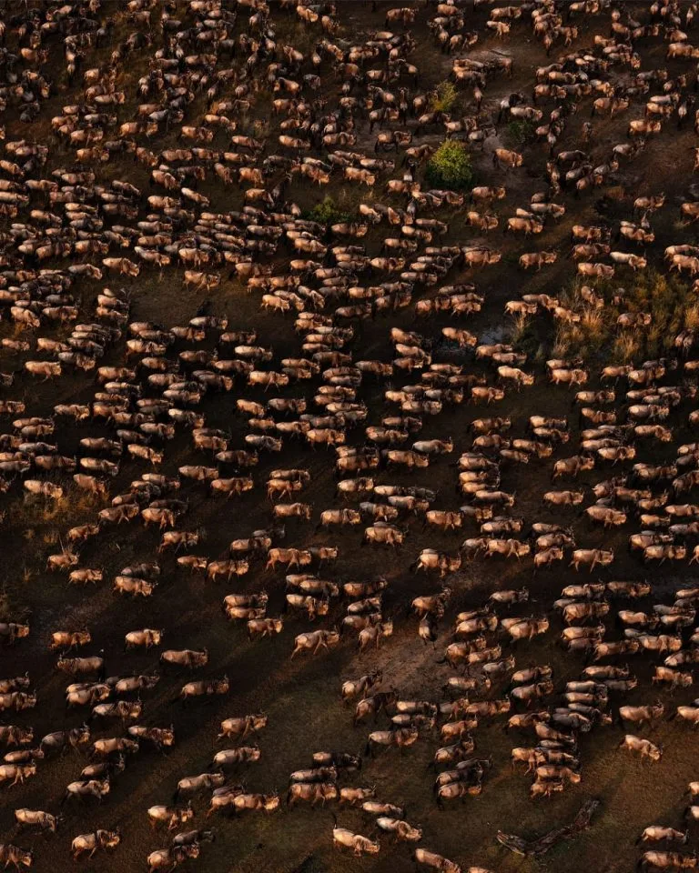 wildebeest migration in December on the Serengeti plains