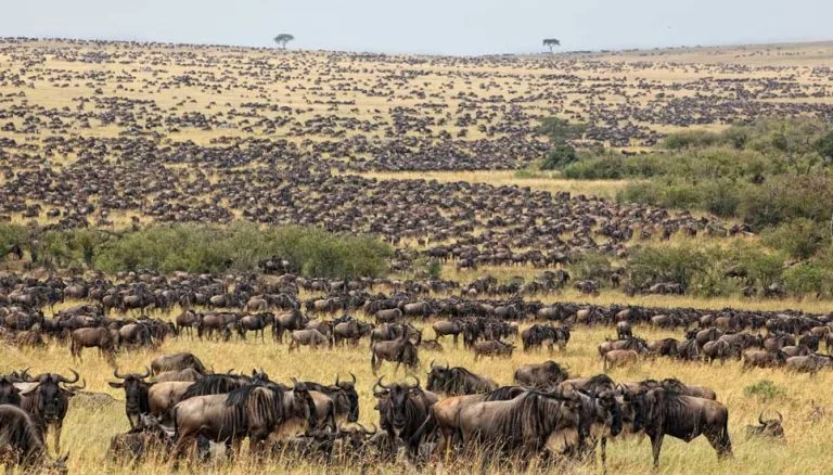 Wildebeest Migration in October herds moving across Serengeti plains