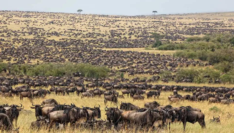 Wildebeest Migration in October herds moving across Serengeti plains