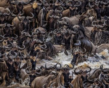 Wildebeest Migration in August Mara River crossing in Masai Mara