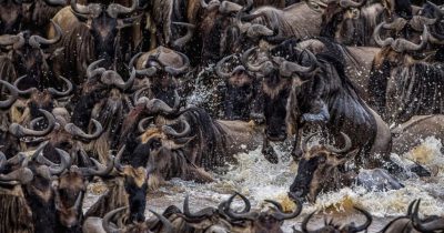 Wildebeest Migration in August Mara River crossing in Masai Mara