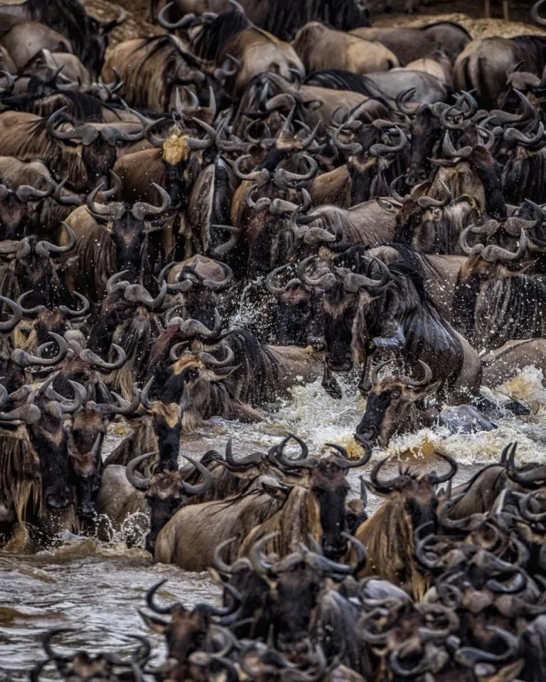 Wildebeest Migration in August Mara River crossing in Masai Mara