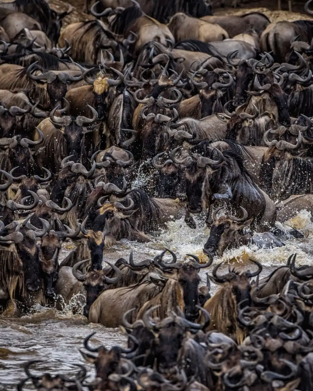 Wildebeest Migration in August Mara River crossing in Masai Mara