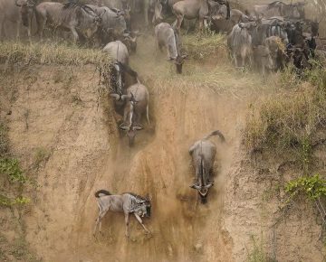 Wildebeest Migration in July Mara River crossing in Masai Mara