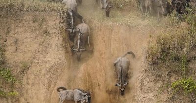 Wildebeest Migration in July Mara River crossing in Masai Mara