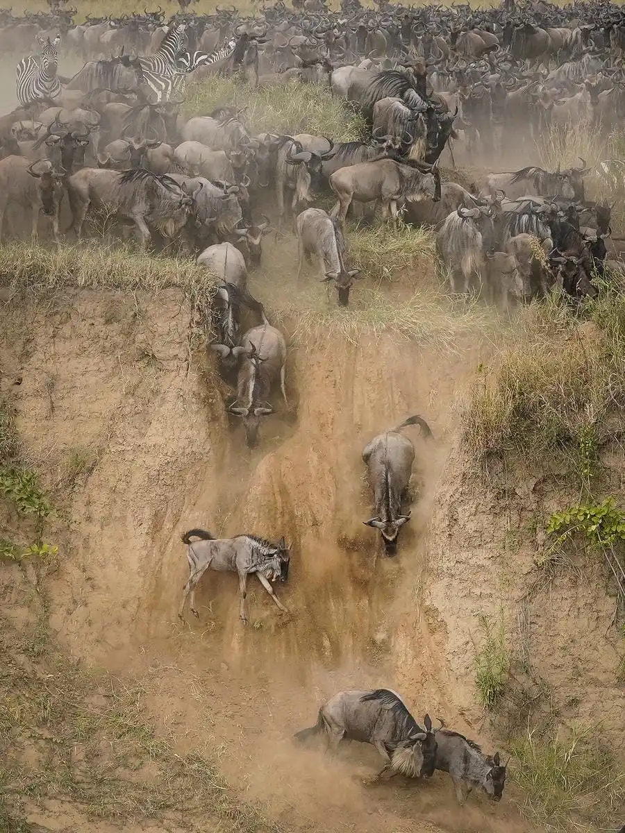 Wildebeest Migration in July Mara River crossing in Masai Mara