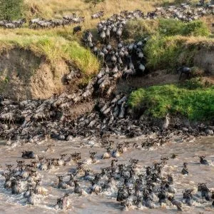 Wildebeest Migration in June crossing Grumeti River in Serengeti