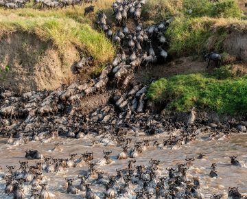 Wildebeest Migration in June crossing Grumeti River in Serengeti