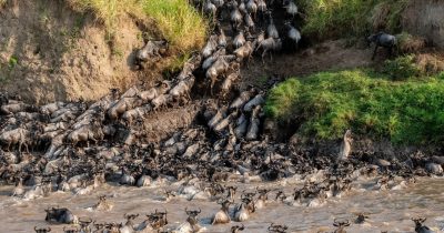 Wildebeest Migration in June crossing Grumeti River in Serengeti