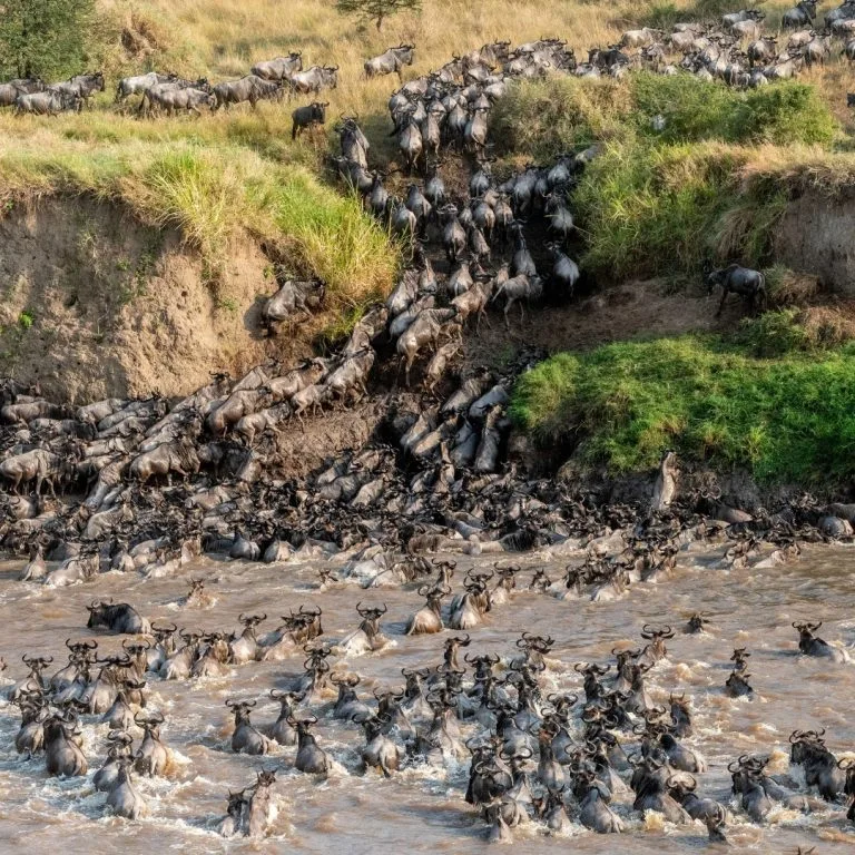 Wildebeest Migration in June crossing Grumeti River in Serengeti