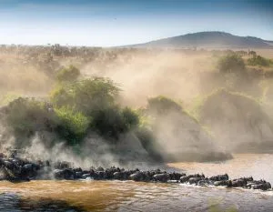 Wildebeest herds moving north during May migration in Serengeti