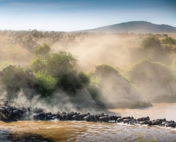 Wildebeest herds moving north during May migration in Serengeti