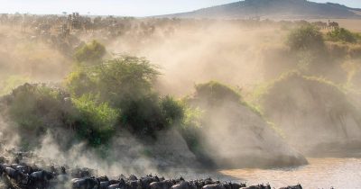 Wildebeest herds moving north during May migration in Serengeti