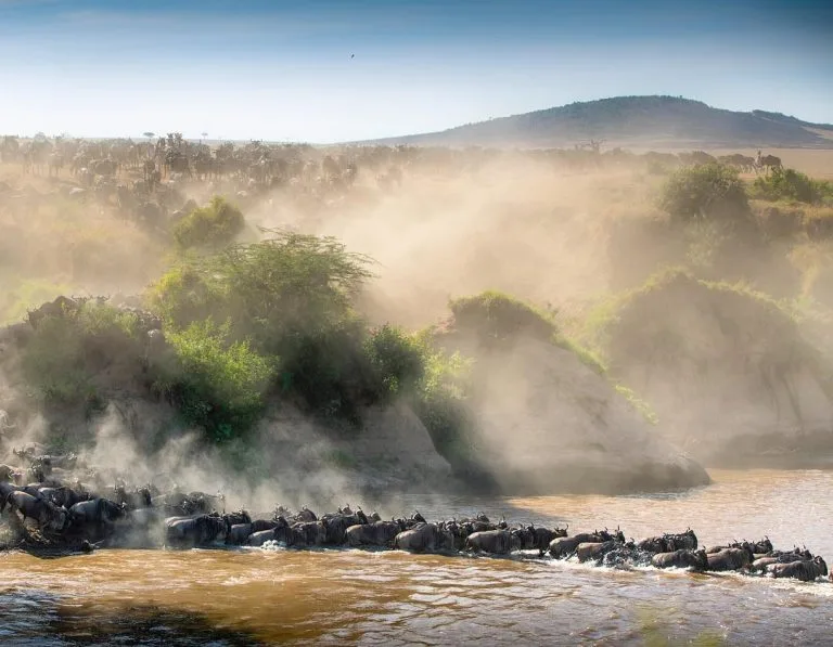 Wildebeest herds moving north during May migration in Serengeti