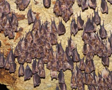 Bat Cave in Maramagambo Forest
