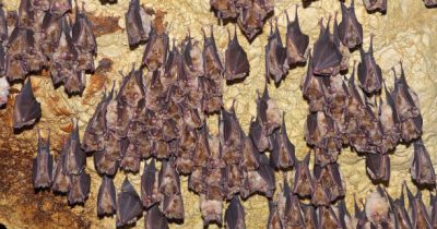Bat Cave in Maramagambo Forest