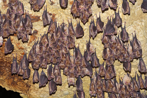 Bat Cave in Maramagambo Forest