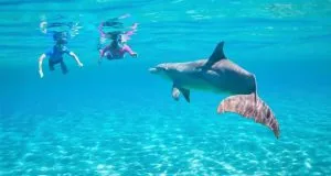 Dolphin Watching and Snorkeling Day Trips