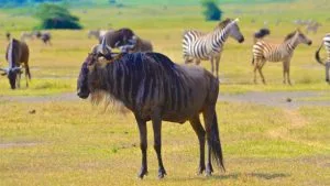 Great Wildebeest Migration in the Maasai Mara