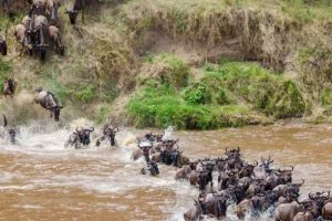 Mara River Crossing