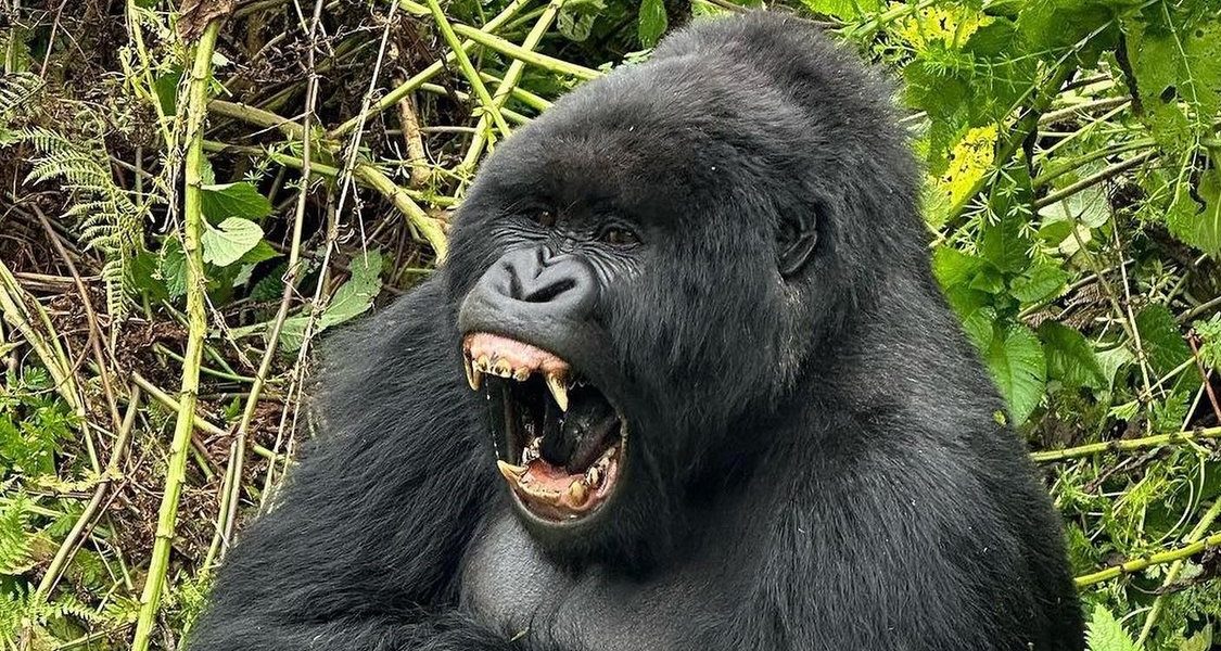 Private Gorilla Trekking Families