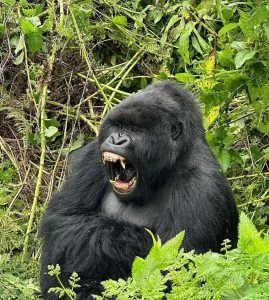Private Gorilla Trekking Families