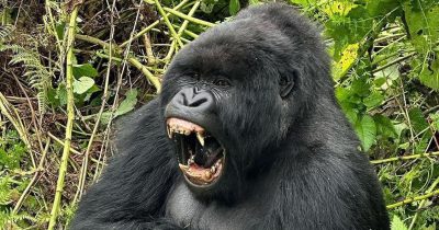 Private Gorilla Trekking Families