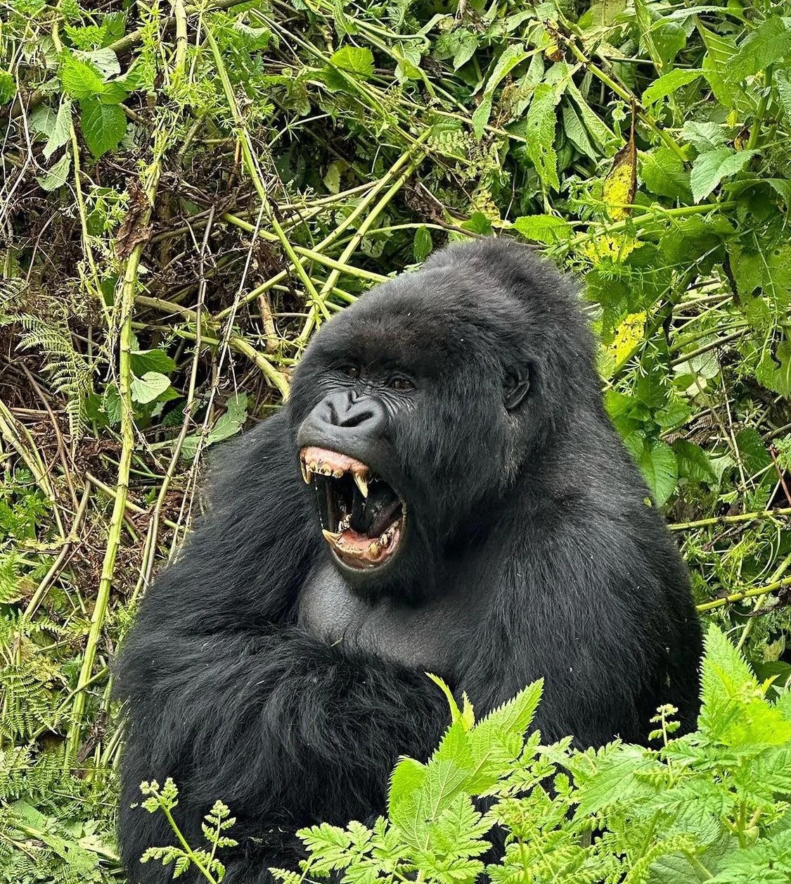 Private Gorilla Trekking Families