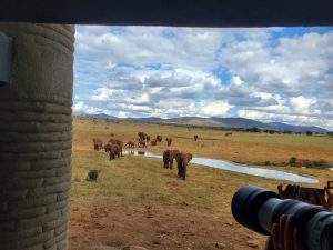 Saltlick Safari Lodge