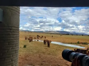 Saltlick Safari Lodge