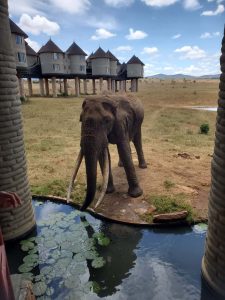 Saltlick Safari Lodge