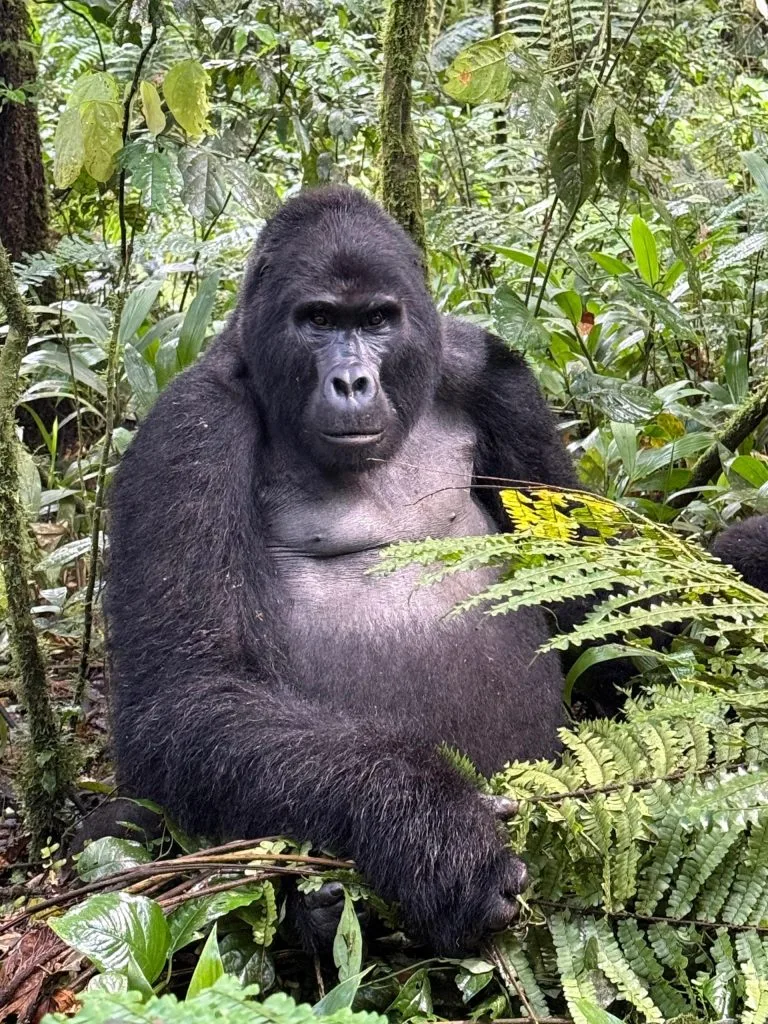 Mubwindi Swamp