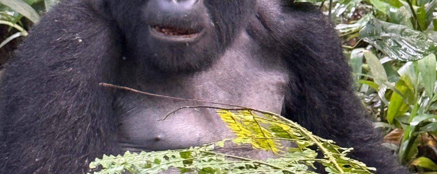 Uganda Gorilla Trekking Deals For 2026