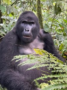 Uganda Gorilla Trekking Deals For 2026