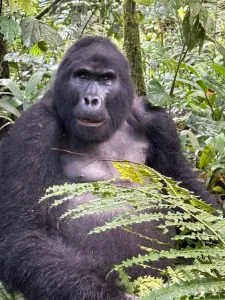 Uganda Gorilla Trekking Deals For 2026