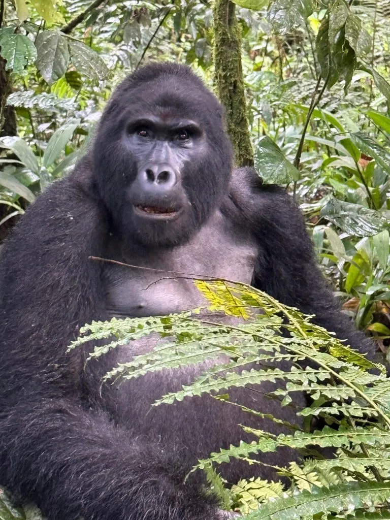Uganda Gorilla Trekking Deals For 2026