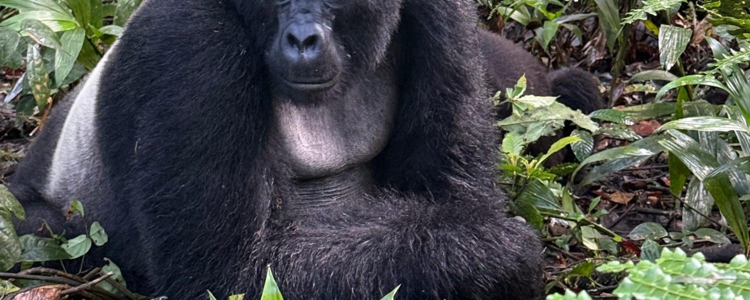 Bwindi Gorilla Trekking Rainy Days