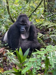 Bwindi Gorilla Trekking Rainy Days
