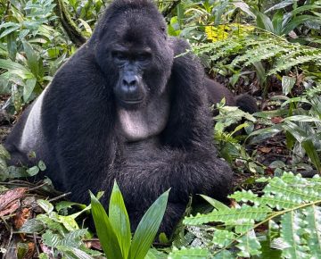 Bwindi Gorilla Trekking Rainy Days