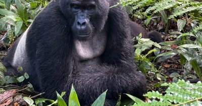 Bwindi Gorilla Trekking Rainy Days