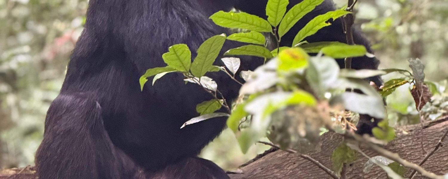 Chimpanzee Trekking During Rainy Season