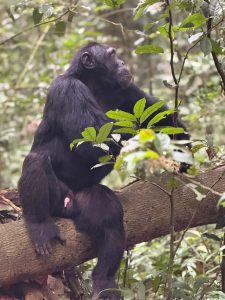 Chimpanzee Trekking During Rainy Season