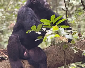 Chimpanzee Trekking During Rainy Season