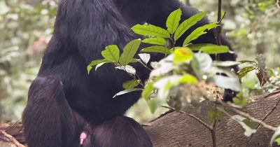 Chimpanzee Trekking During Rainy Season