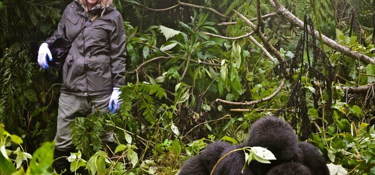 Tourist trekking gorillas in the rain season