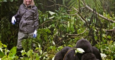 Tourist trekking gorillas in the rain season