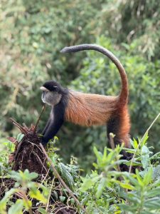 Tour Uganda without Gorilla Trekking