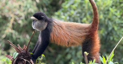 Tour Uganda without Gorilla Trekking