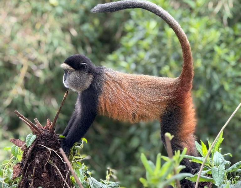 Tour Uganda without Gorilla Trekking